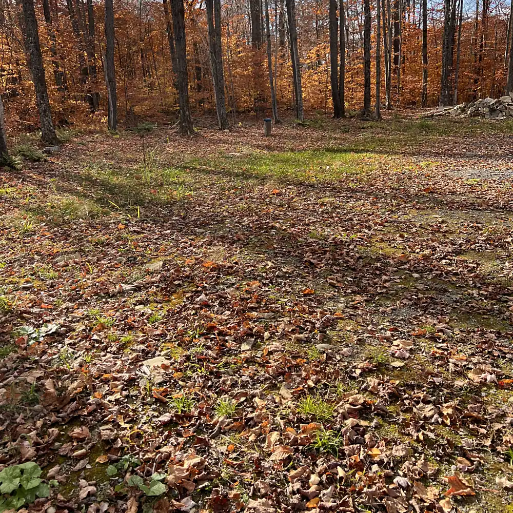 Leaf-covered clearing in a fall hardwood forest near Stamford, NY