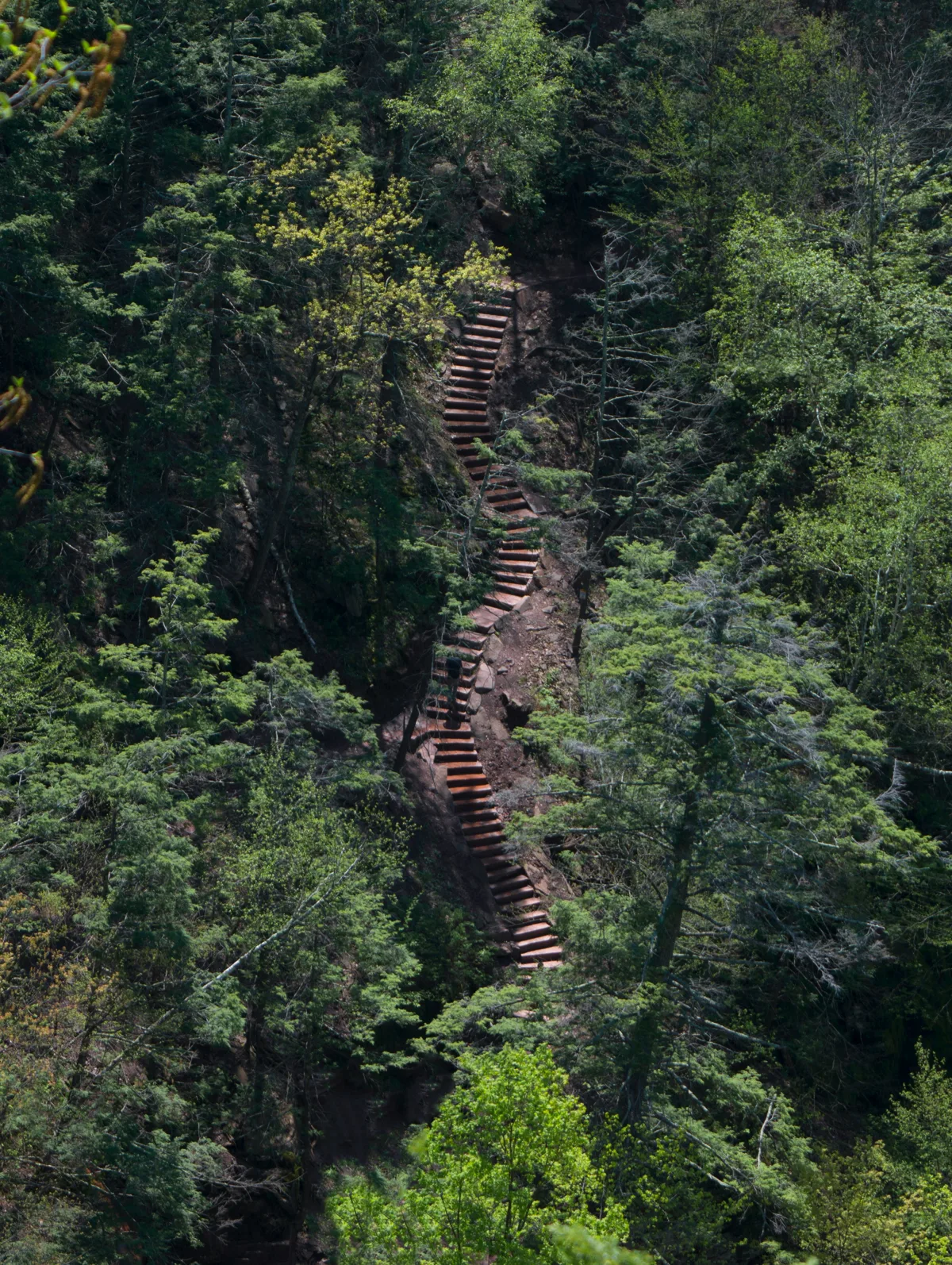 Stone and timber stairs climbing through the forest on the trail to Kaaterskill Falls