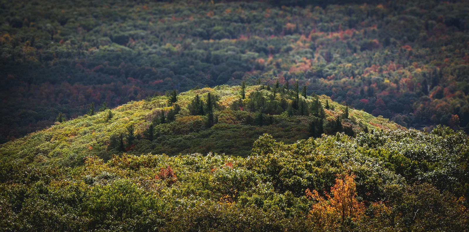 Early fall color and scattered dark evergreens on a rounded ridge of Overlook Mountain near Woodstock, NY
